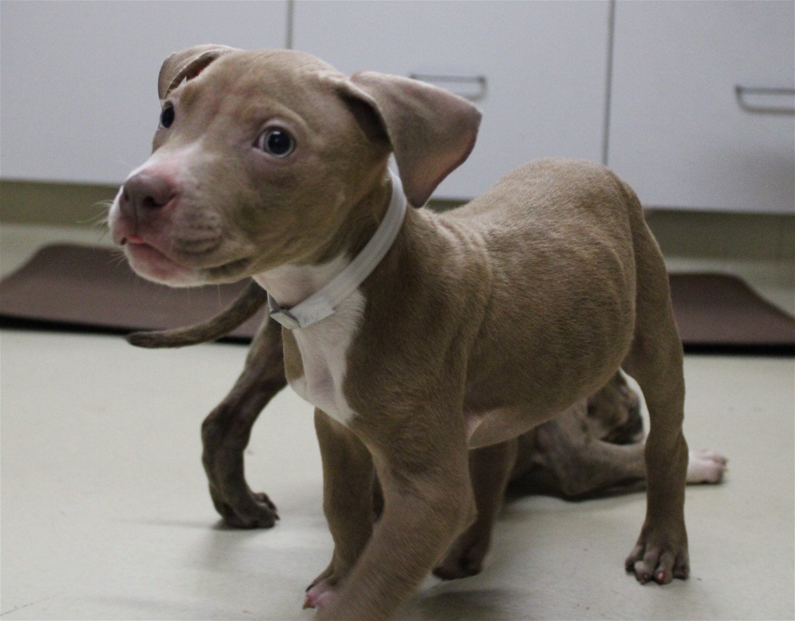 adoptable Dog in Columbia, MD named 43129 - Brooklyn