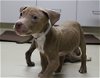 adoptable Dog in  named 43129 - Brooklyn