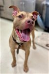 adoptable Dog in , MD named 431214 - Dax