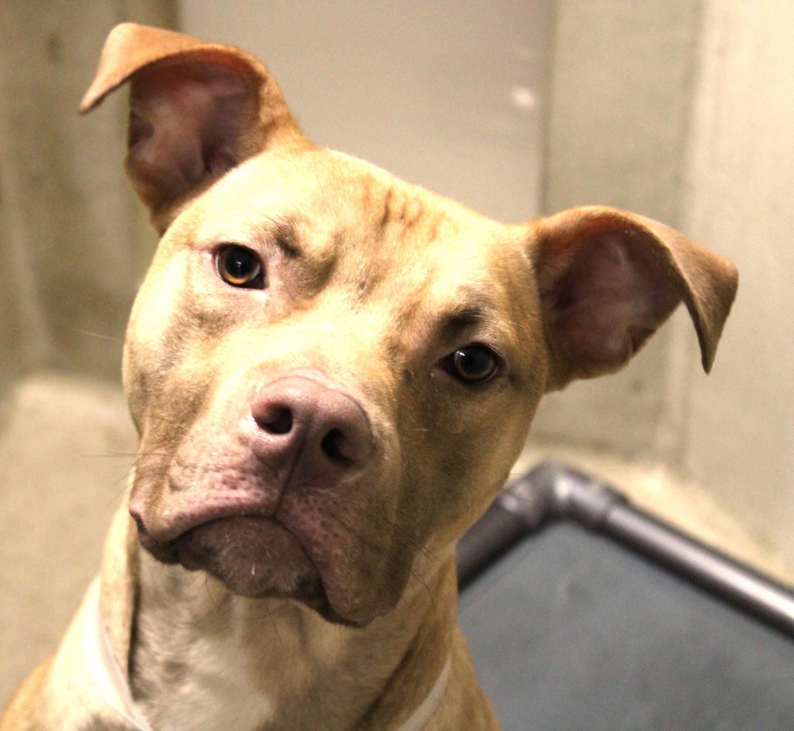 Dog for Adoption - 431214 - Dax, a American Pit Bull Terrier in Prince ...