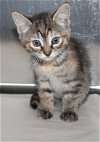 adoptable Cat in columbia, IA named 43252 - Bella