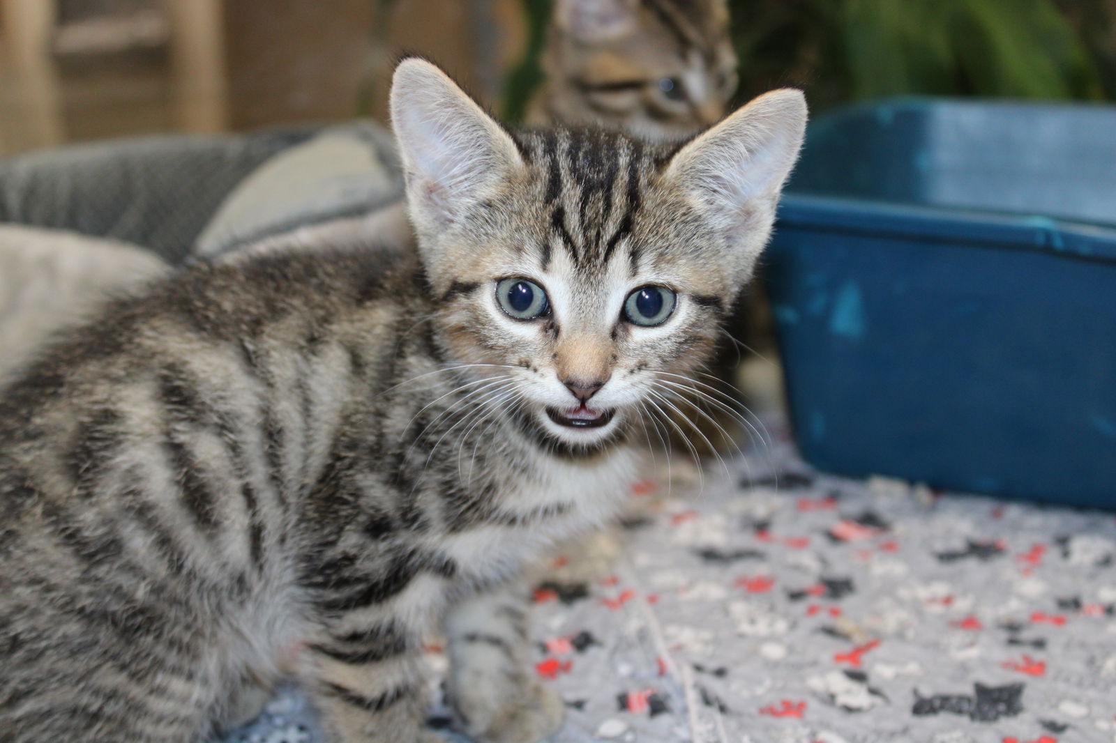 adoptable Cat in Columbia, MD named 43253 - Enzo