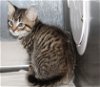 adoptable Cat in columbia, IA named 43254 - Milo