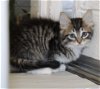 adoptable Cat in columbia, IA named 43255 - Rowan