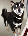 adoptable Dog in  named 43235 - Takei