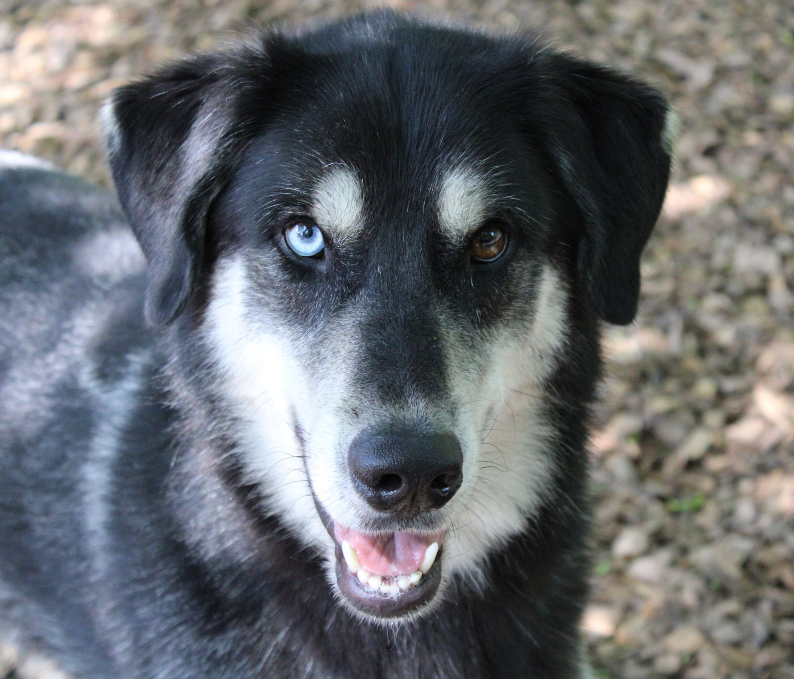 adoptable Dog in Columbia, MD named 43267 - Newt