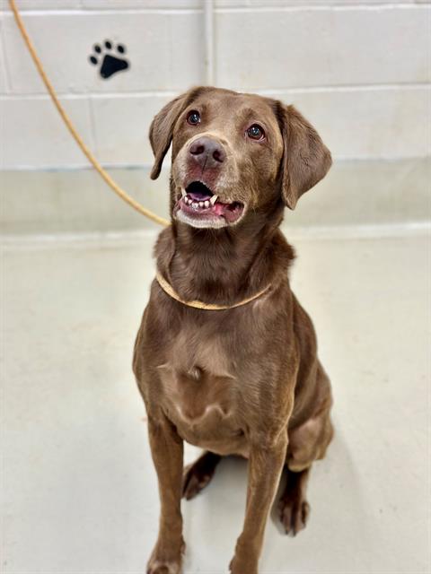 Dog for Adoption - 43314 - Hazel, a Labrador Retriever in Middletown ...