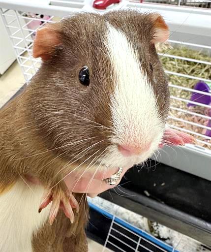 adoptable Guinea Pig in Columbia, MD named 43305 - Barton