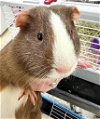 adoptable Guinea Pig in , MD named 43305 - Barton