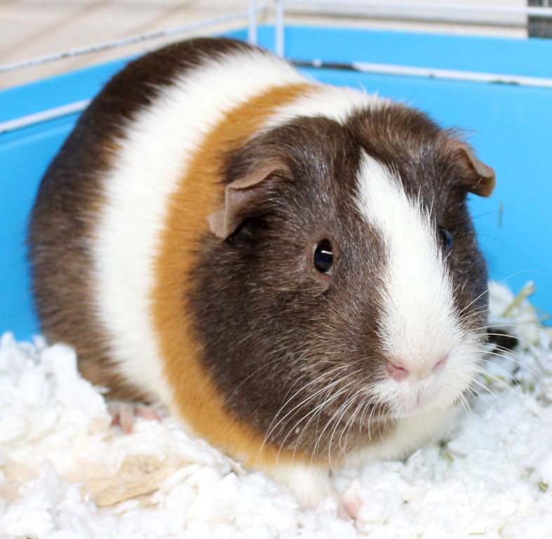 adoptable Guinea Pig in Columbia, MD named 43306 - Baxter