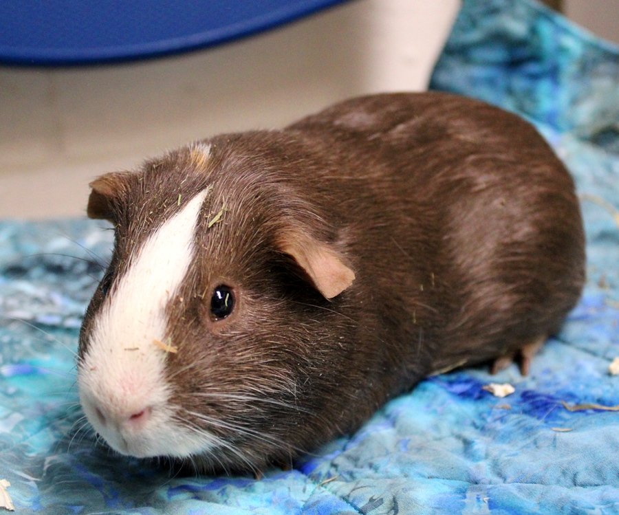 adoptable Guinea Pig in Columbia, MD named 43307 - Boscoe