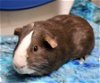 adoptable Guinea Pig in , MD named 43307 - Boscoe