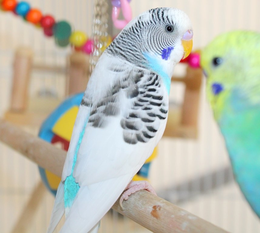 adoptable Bird in Columbia, MD named 43319 - Chia