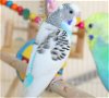 adoptable Bird in , MD named 43319 - Chia