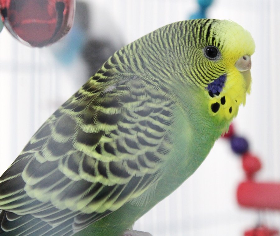 adoptable Bird in Columbia, MD named 43320 - Tamarind