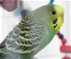 adoptable Bird in , MD named 43320 - Tamarind