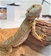 adoptable Lizard in , MD named 43462 - McFly
