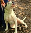 adoptable Dog in , MD named 43500 - Bella