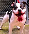 adoptable Dog in , MD named 43454 - Jabba
