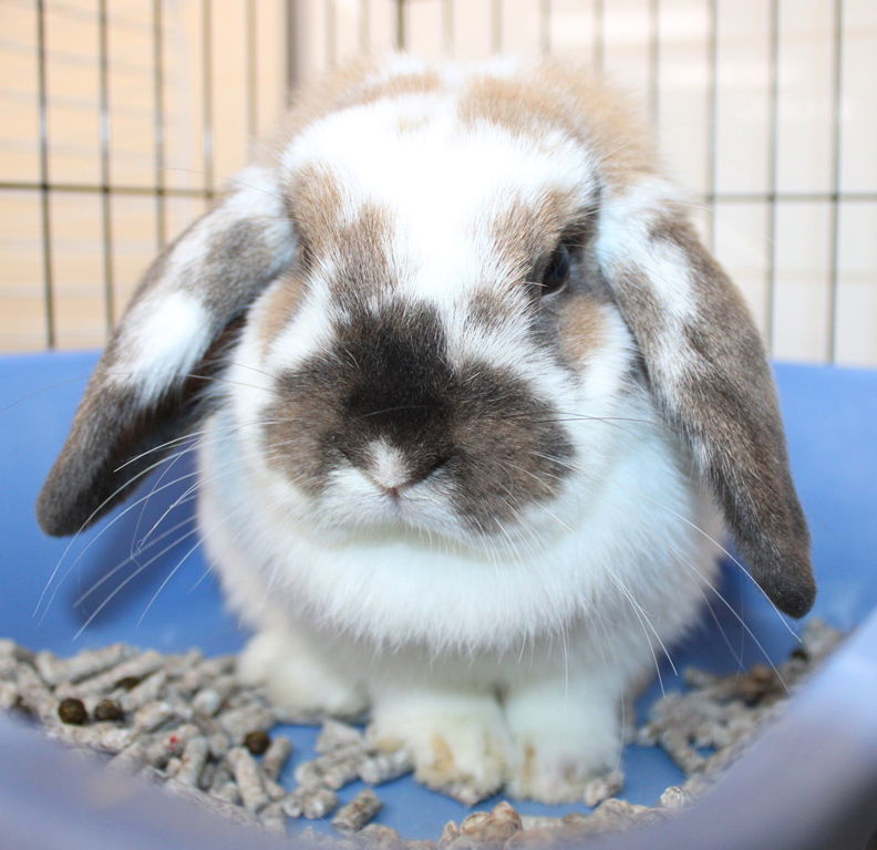 adoptable Rabbit in Columbia, MD named 43469 - Bonnie