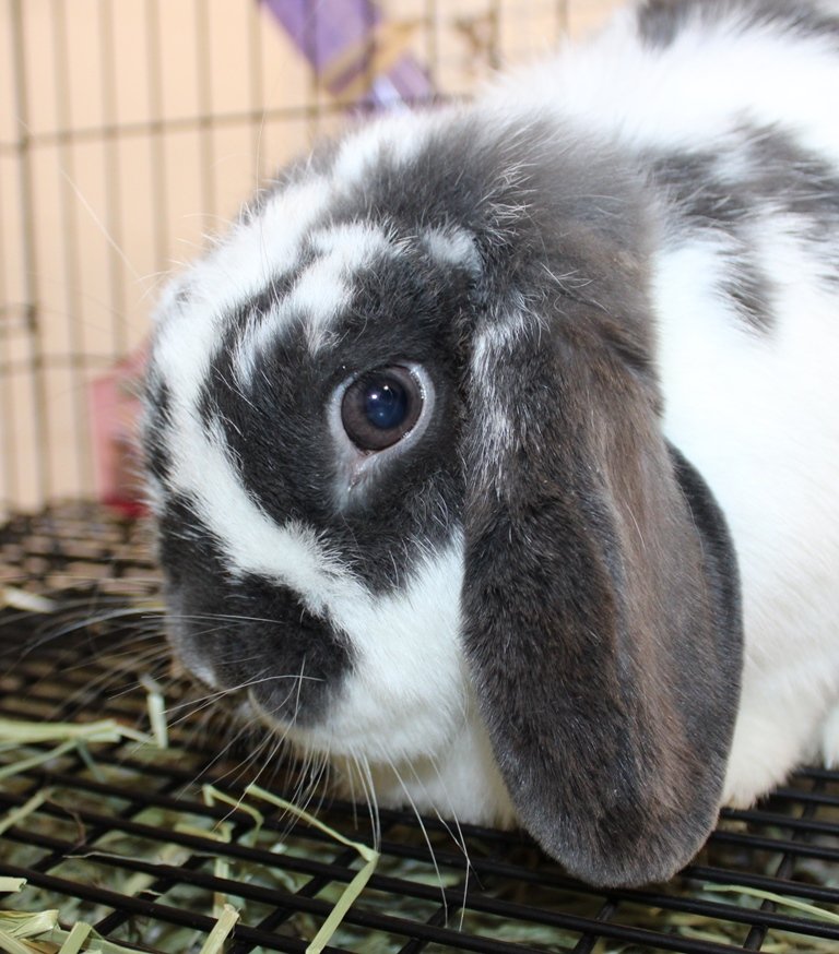 adoptable Rabbit in Columbia, MD named 43470 - Kaleidoscope