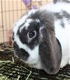 adoptable Rabbit in , MD named 43470 - Kaleidoscope