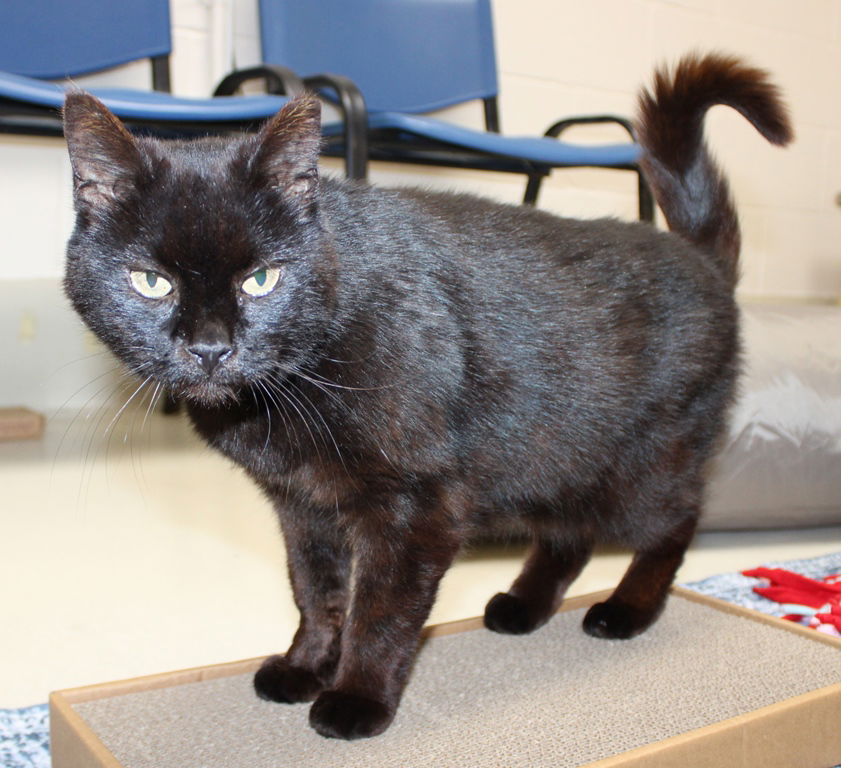 adoptable Cat in Columbia, MD named 43460 - Madeline