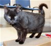 adoptable Cat in , MD named 43460 - Madeline