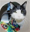 adoptable Cat in , MD named 43502 - Luna