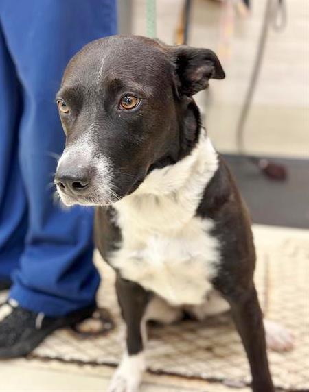 Dog adoption in Columbia, MD 21045: Border Collie Dog 