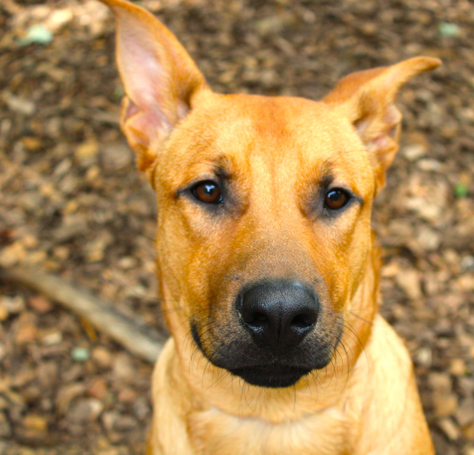 Dog for Adoption - 43756 Joaquin, a Shepherd in Dulles Town Center, VA ...