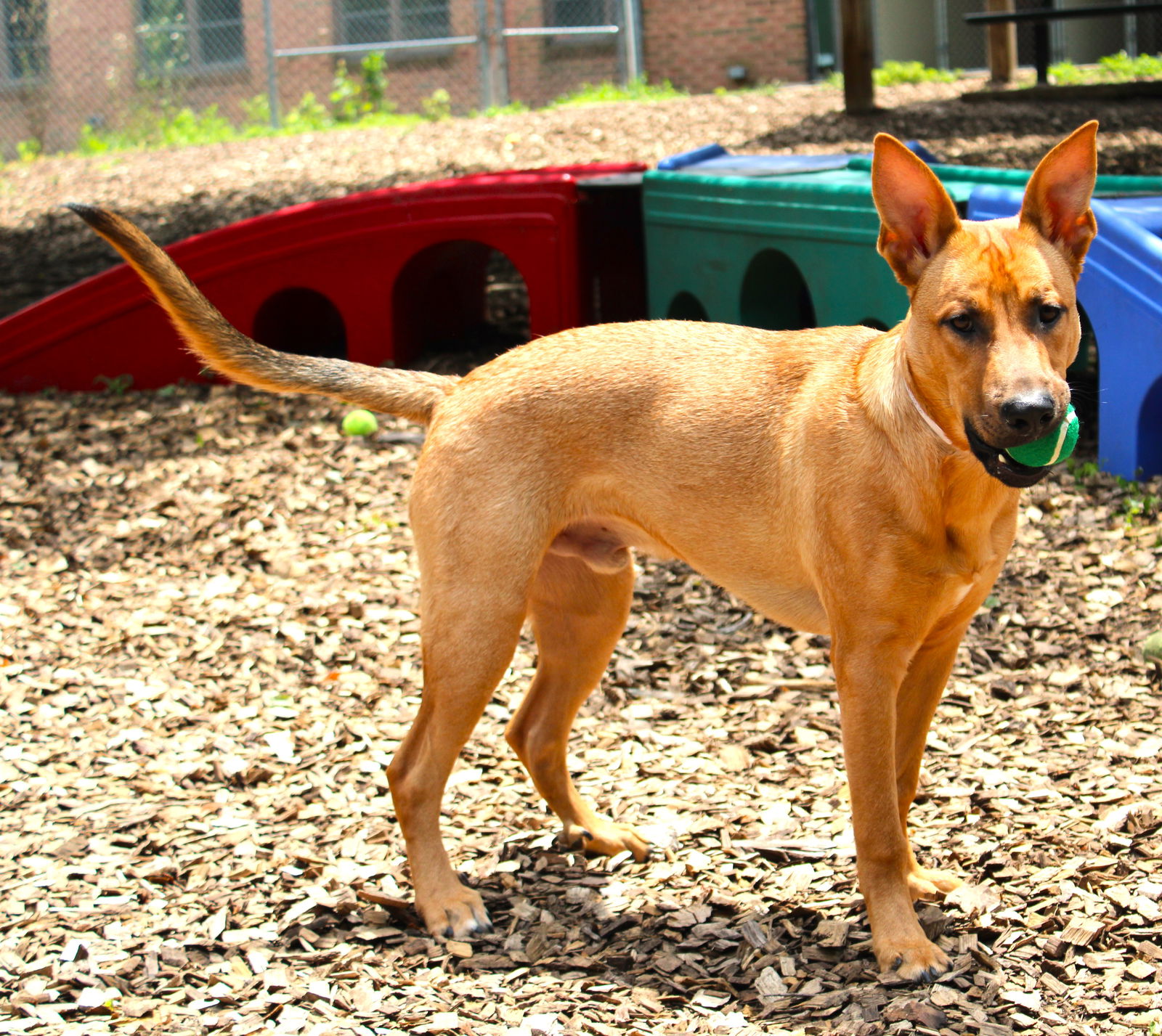 Dog for Adoption - 43756 Joaquin, a Shepherd in Dulles Town Center, VA ...