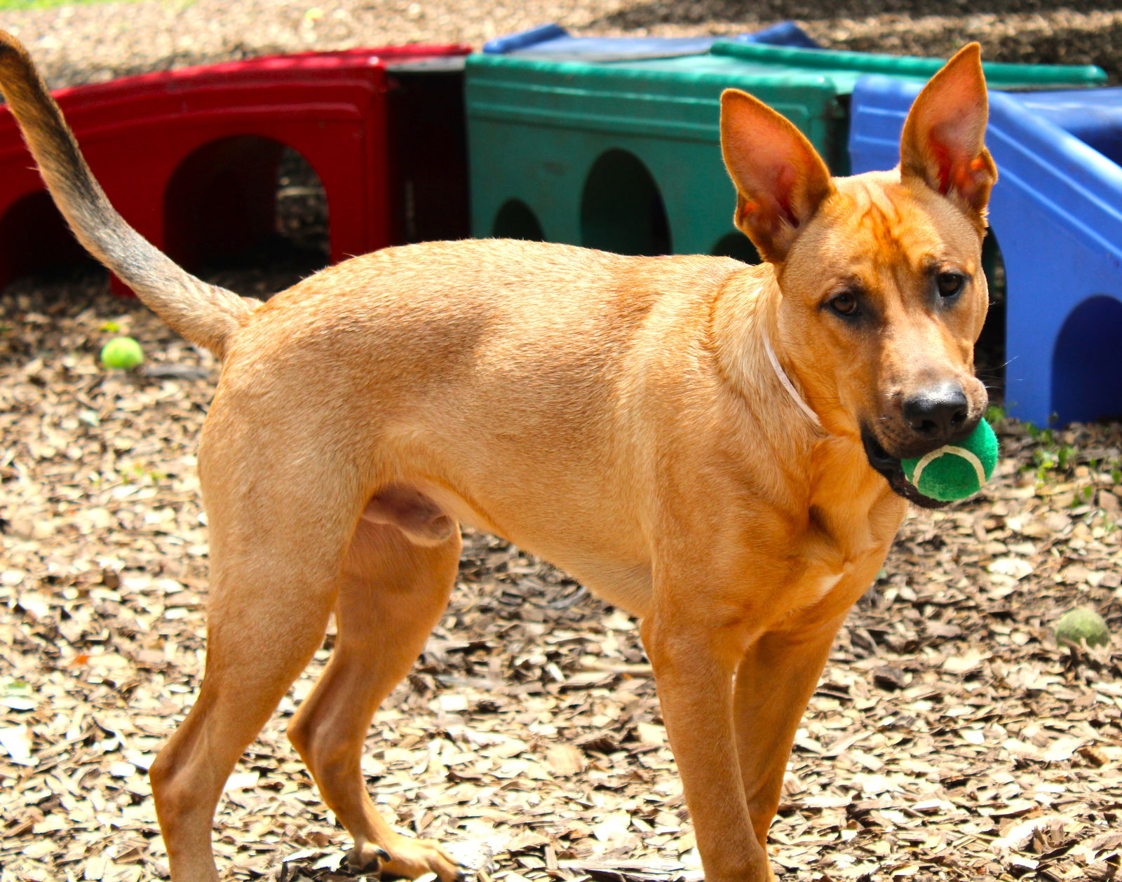 Dog for Adoption - 43756 Joaquin, a Shepherd in Dulles Town Center, VA ...