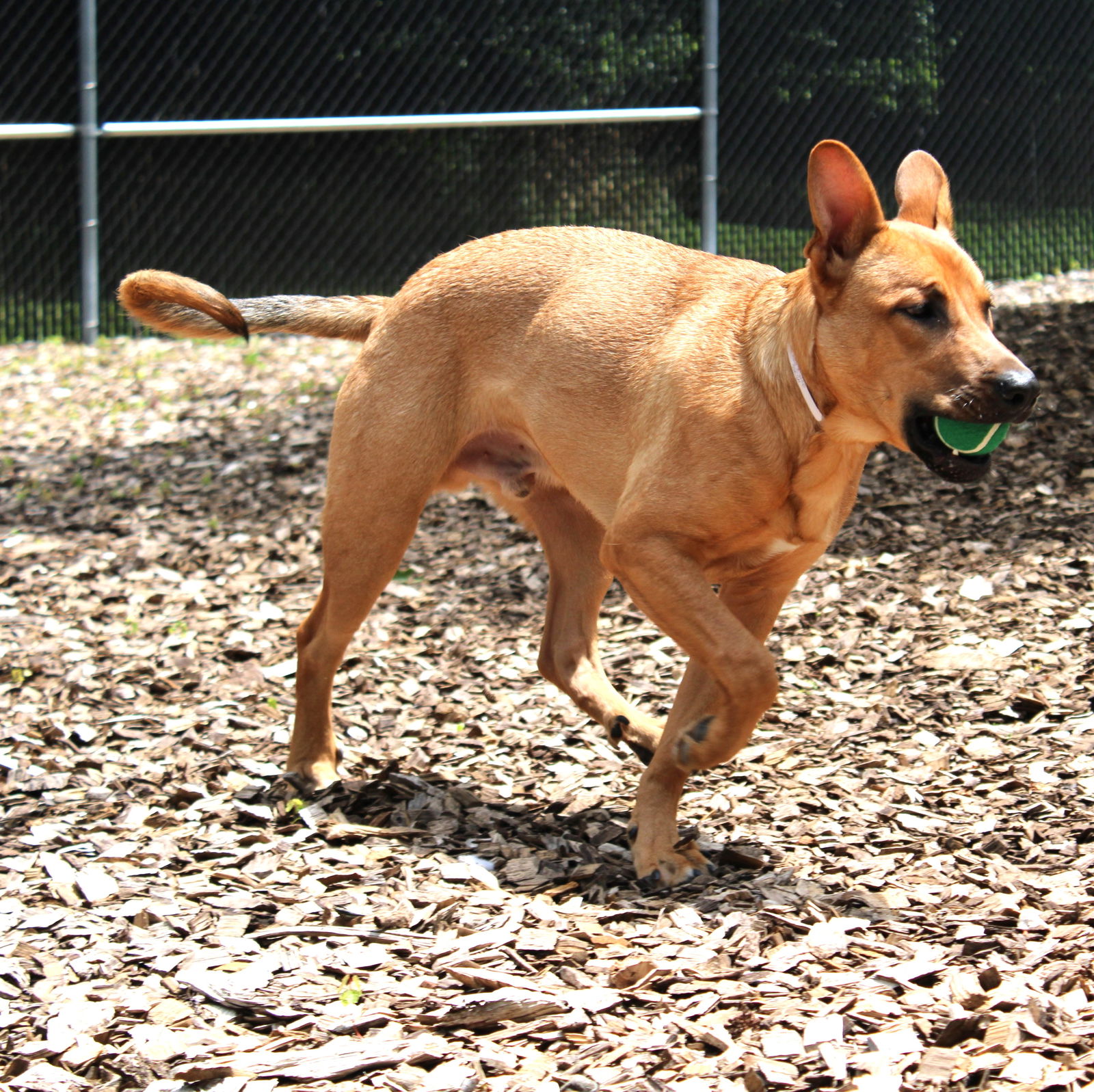 Dog For Adoption - 43756 Joaquin, A Shepherd In Dulles Town Center, Va 