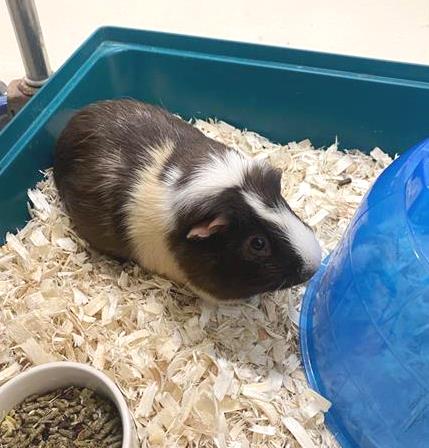 adoptable Guinea Pig in Columbia, MD named 44168 - Leyon