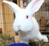 adoptable Rabbit in Columbia, MD named 43925 - Peppa