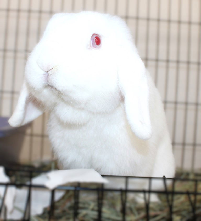 adoptable Rabbit in Columbia, MD named 44518 - Bubbles