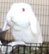 adoptable Rabbit in  named 44518 - Bubbles