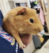 adoptable Guinea Pig in  named 44421 - Pig Newton