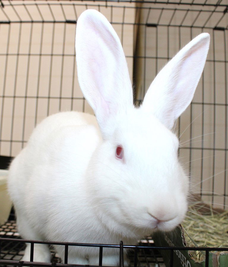 adoptable Rabbit in Columbia, MD named 44540 - Cinna-bun