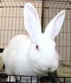 adoptable Rabbit in  named 44540 - Cinna-bun