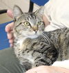 adoptable Cat in Columbia, MD named 44531 - Gretchen