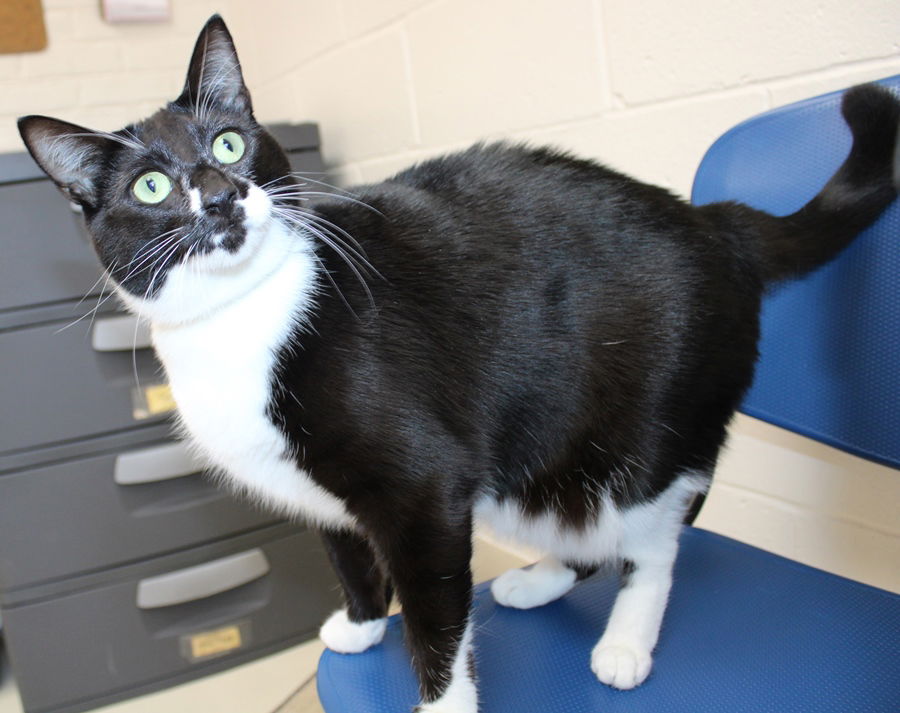 adoptable Cat in Columbia, MD named 44900 - Marvelous Minnie