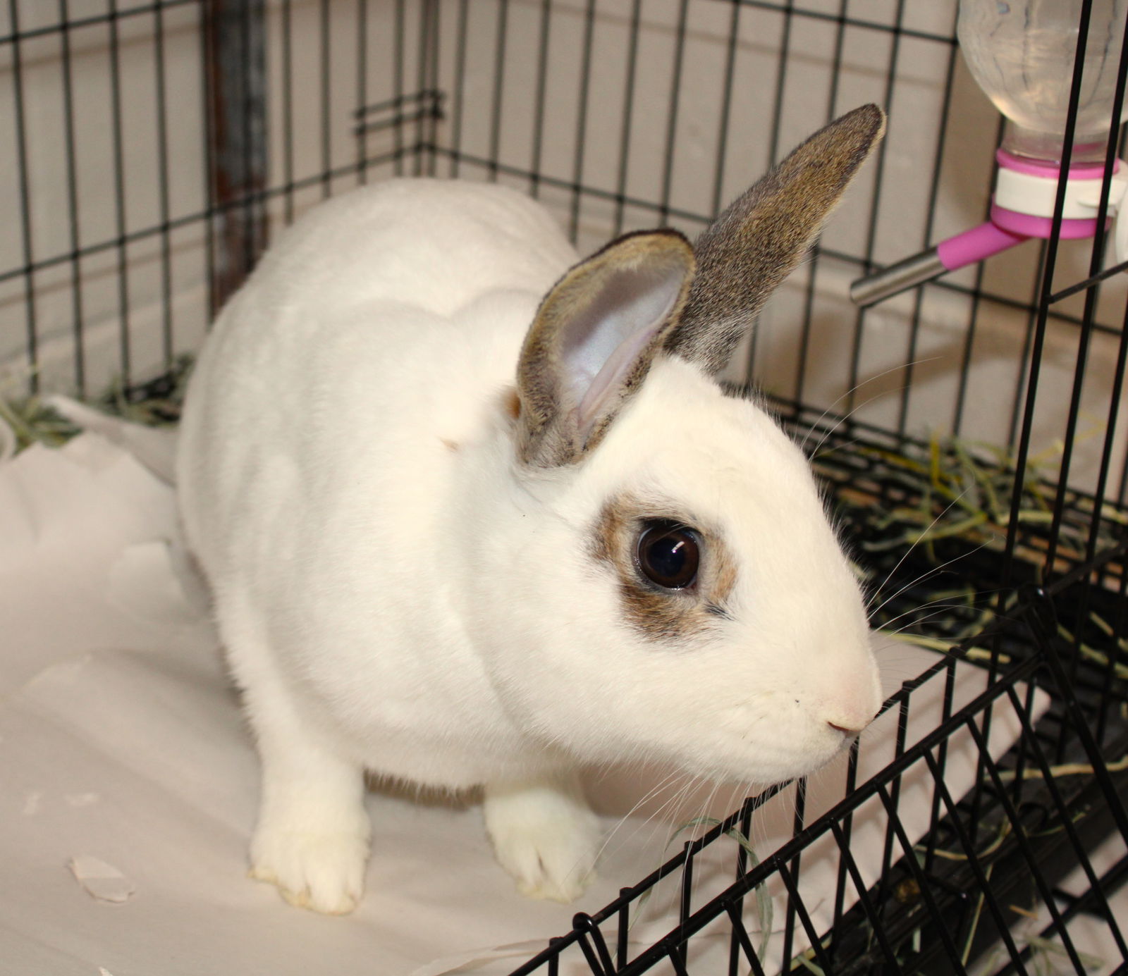 adoptable Rabbit in Ellicott City, MD named 44901 - Anthony HOP-kins