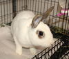 adoptable Rabbit in  named 44901 - Anthony HOP-kins