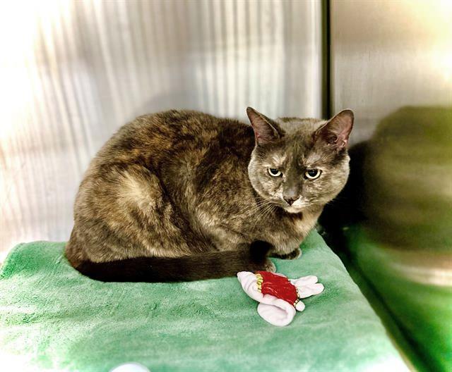 adoptable Cat in Ellicott City, MD named 44890 & 44891 - Nayla and Marley