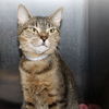 adoptable Cat in , MD named 44966 - Cleo