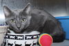 adoptable Cat in , MD named 44708 - Lollie