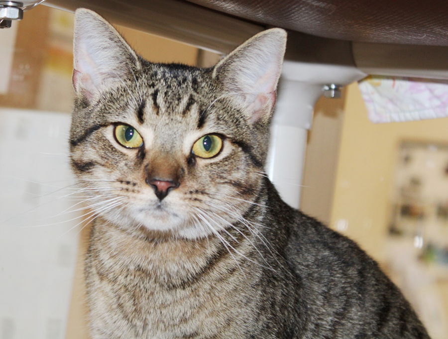 adoptable Cat in Columbia, MD named 44794 - Bojangles