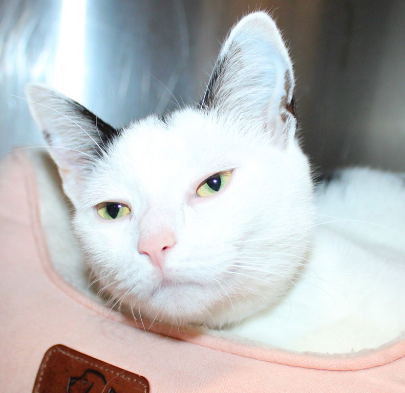 adoptable Cat in Columbia, MD named 44932 - Coraline